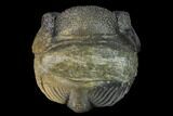 Large, Wide, Enrolled Pedinopariops Trilobite #169563-1